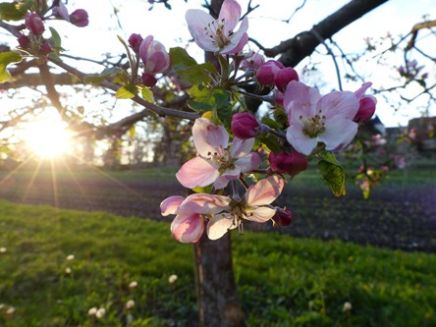 Apfelbaum mit Blüte