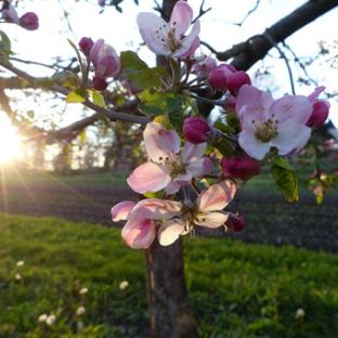 Apfelbaum mit Blüte