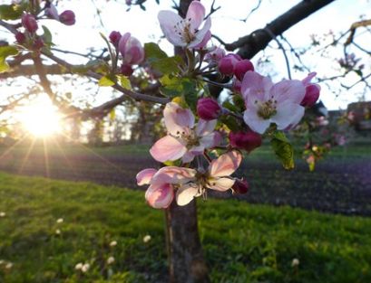 Apfelbaum mit Blüte
