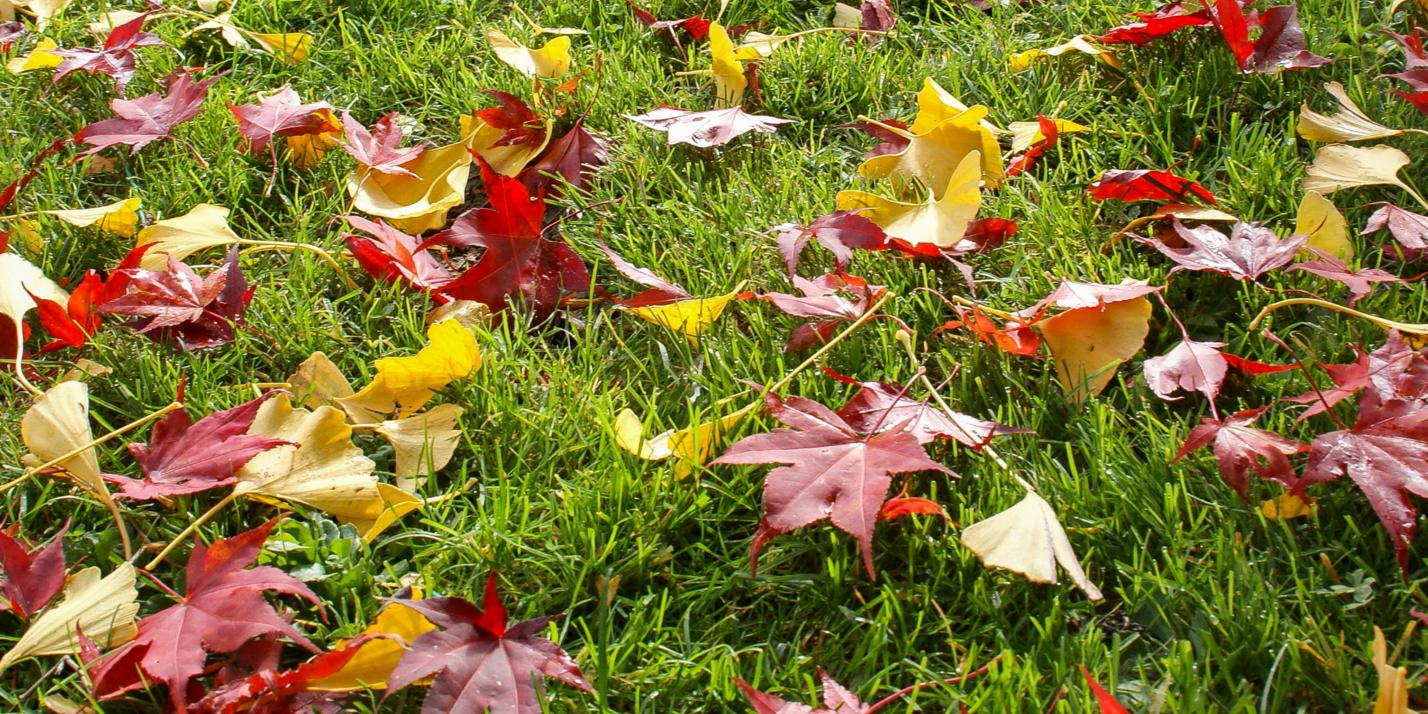 Herbstlaub