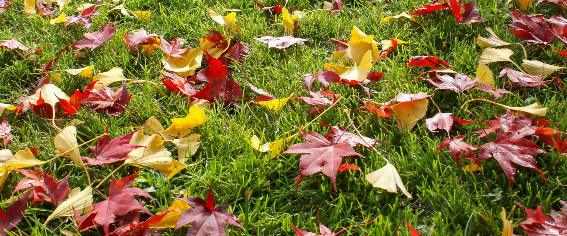 Herbstlaub