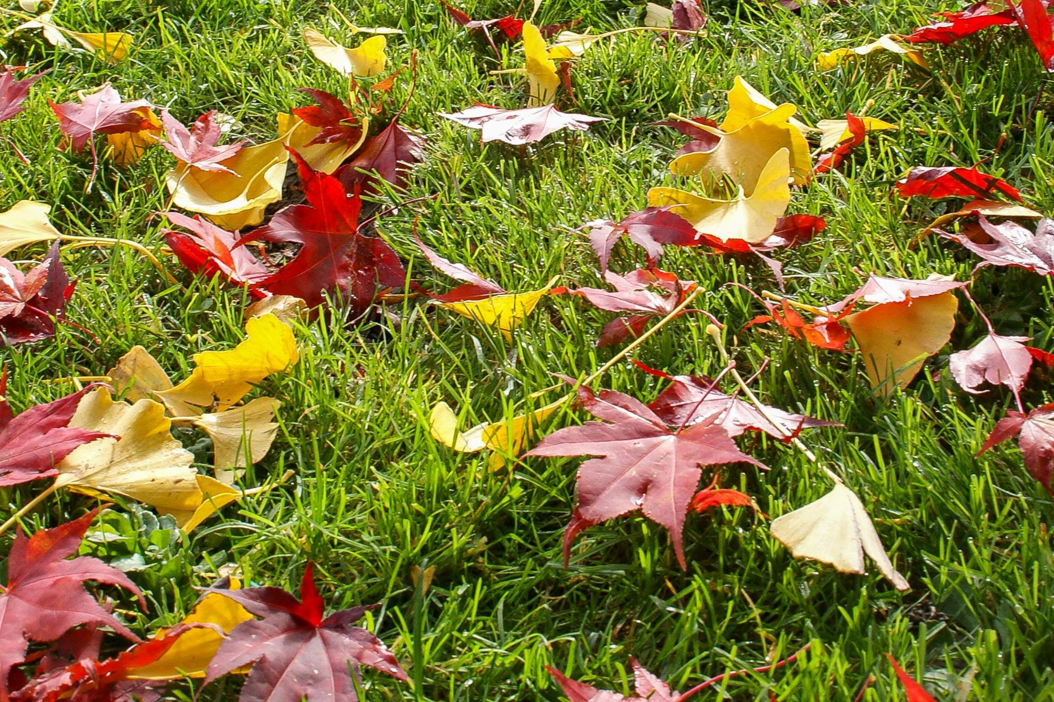 Herbstlaub