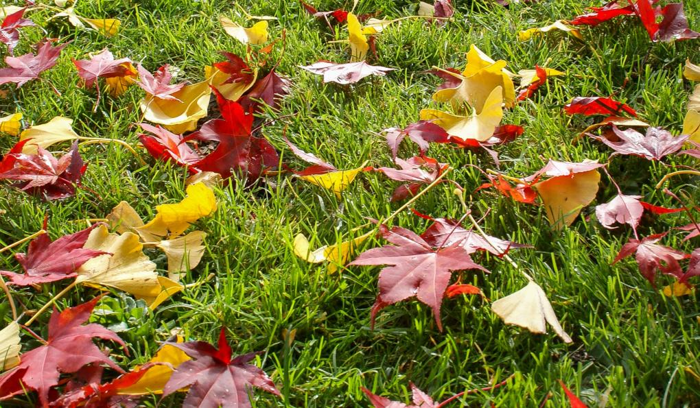 Herbstlaub