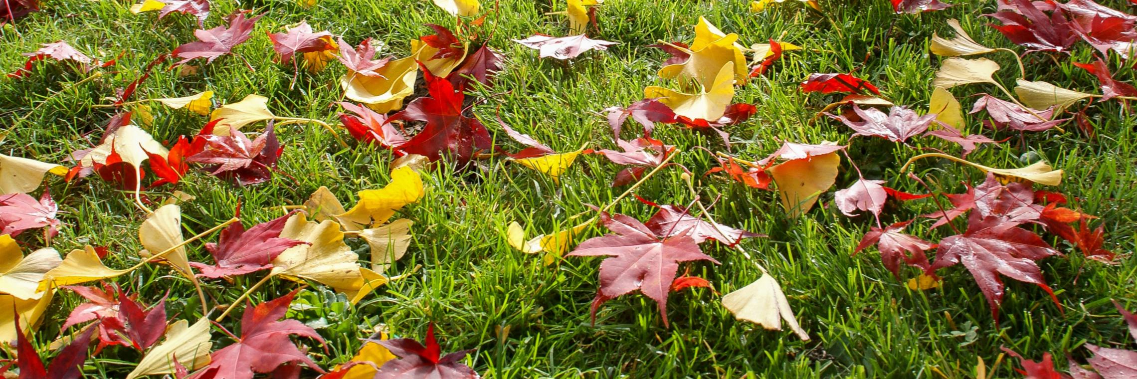 Herbstlaub